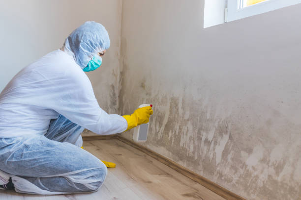 Licensed Mold Remediation service in Freeland, MD - WQB Mold Removal
